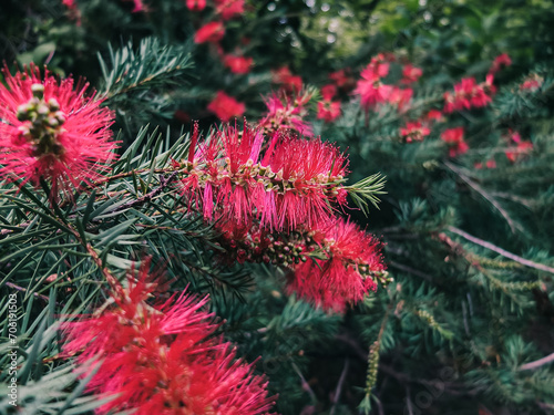 Red callistemon flower