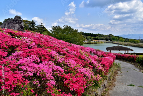 菅無田公園　山口　ツツジ photo