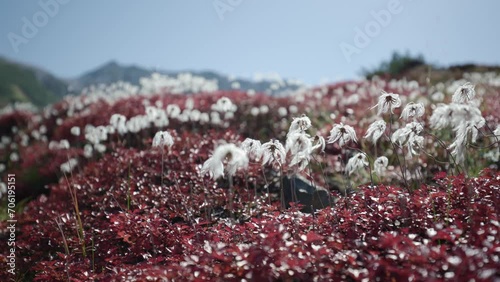 秋の北アルプス【立山と剱岳】紅葉で赤く染まるチングルマの葉っぱと白い綿毛②　日本の山 富山県