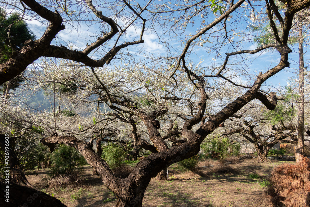 white plum blossom flowers