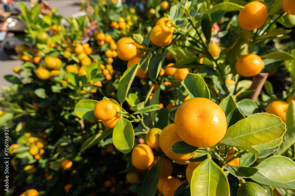kumquat fruit tree