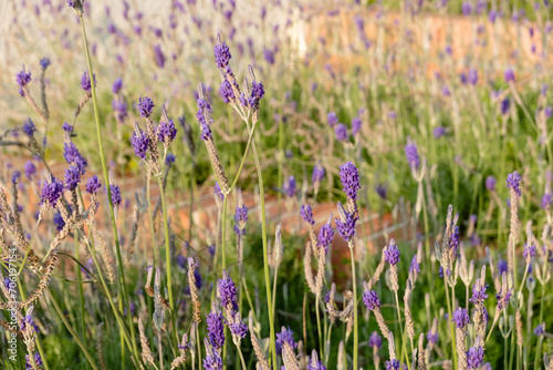 purple lavender at garden
