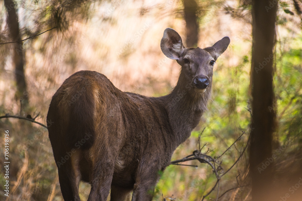 Fototapeta premium sambar deer in the woods