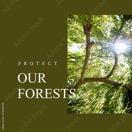 Composite of protect our forests text and sun shining through trees in woodland