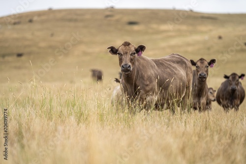 Fototapeta Naklejka Na Ścianę i Meble -  beef meat cow on a farm. herd of cattle in summer