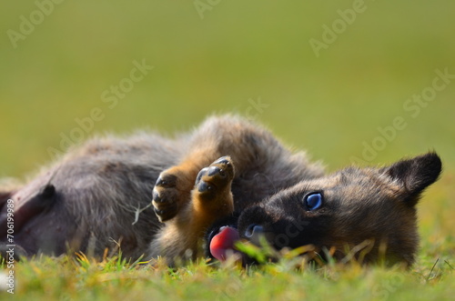 dog with blue eyes in the grass