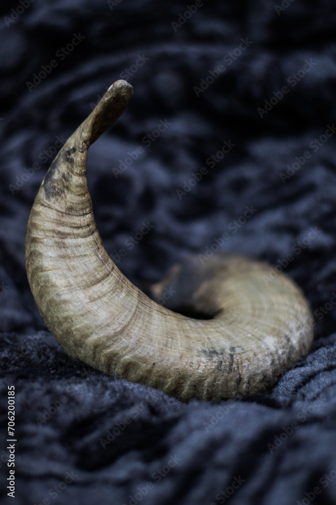 Fototapeta premium blue sheep horn collected from the wild