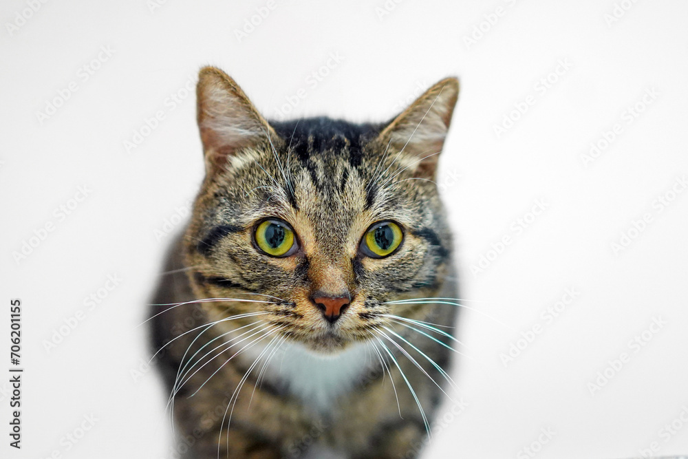 Head of a gray tabby cat close-up on a white background