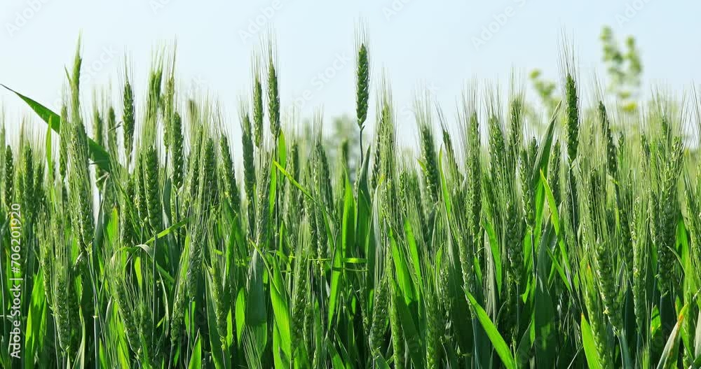 Green wheat ears natural landscape in summer. wheat ears swaying in the wind. 4k real time video. Green wheat ears natural landscape in summer. wheat ears swaying in the wind. 4k real time video.