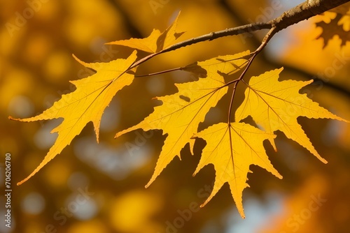 oak tree leaves in autumn. Sunny golden evokes a sense of nostalgia and beauty