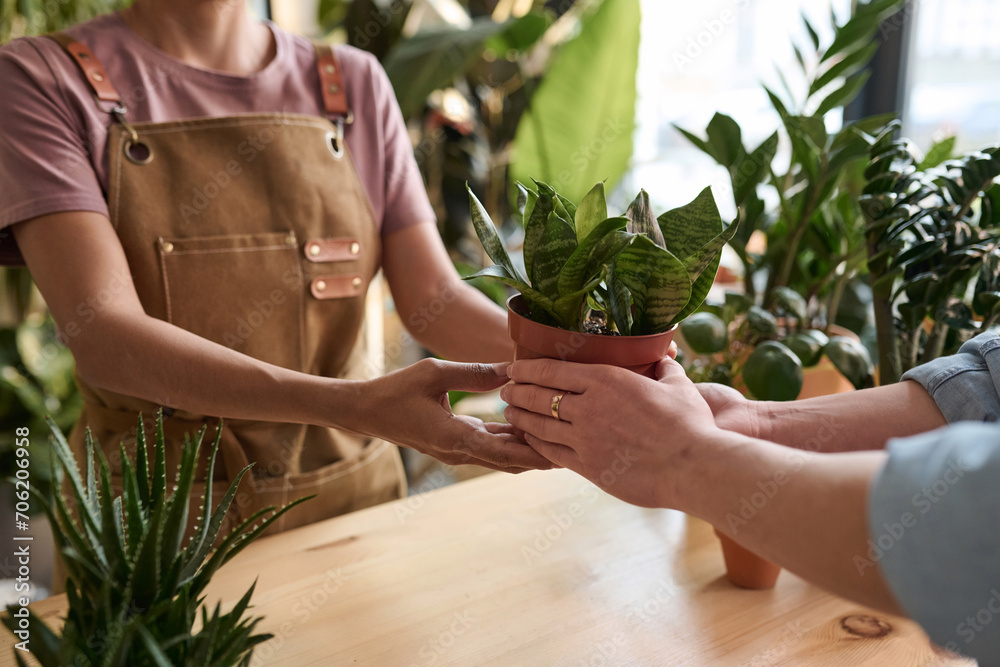 Unrecognizable female florist giving potted plant to houseplant shop customer - obrazy, fototapety, plakaty 