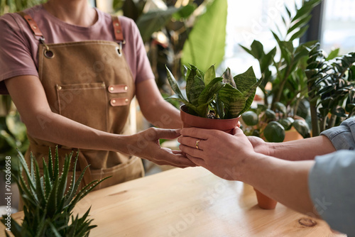 Unrecognizable female florist giving potted plant to houseplant shop customer