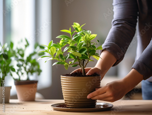A man is caring for a small green potted plant in a home office room.