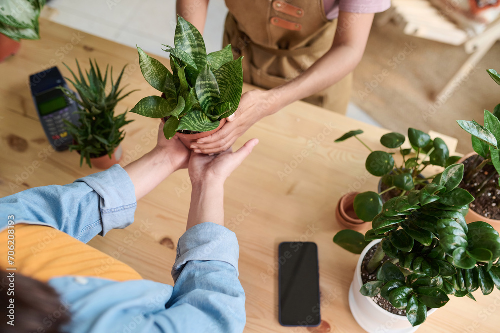 Obraz premium High angle shot of seller passing pot with houseplant to female customer at plant store