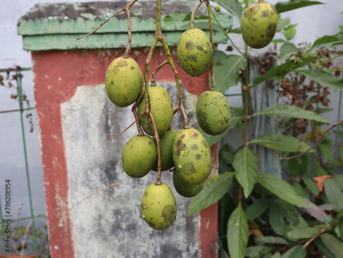 fruit from grafted kedondong (Spondias dulcis ambarella, otaheite apple or great hog plum) photo