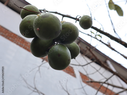fruit from grafted kedondong (Spondias dulcis ambarella, otaheite apple or great hog plum) photo