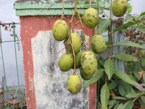 fruit from grafted kedondong (Spondias dulcis ambarella, otaheite apple or great hog plum)