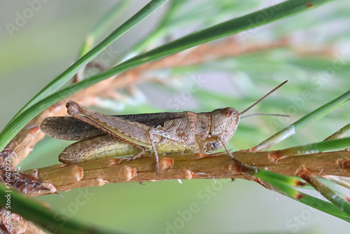 Common field grasshopper, Chorthippus brunneus  photo