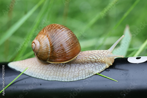 Helix pomatia, known as the Roman snail, Burgundy snail, edible snail or escargot, a species air-breathing land snails