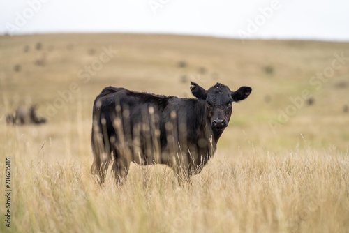 Fototapeta Naklejka Na Ścianę i Meble -  Cows in a field, Stud Beef bulls, cow and cattle grazing on grass in a field, in Australia. breeds include murray grey, angus, brangus and waggu in summer in australia