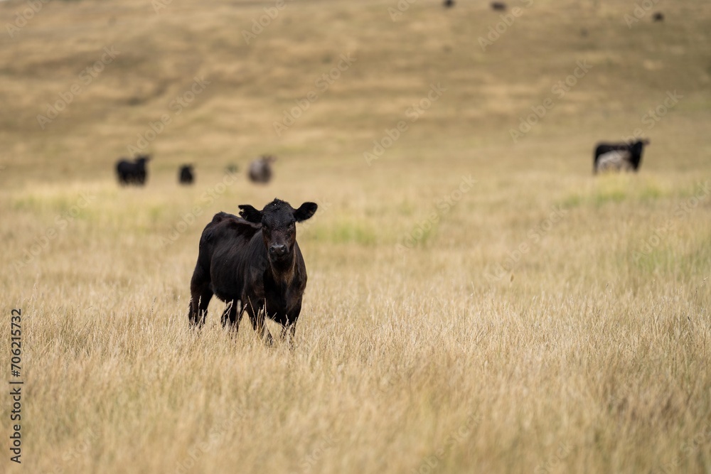 Beautiful sustainable herd of stud cows in a field in a tall dry grass field on a agricultural farm in summer