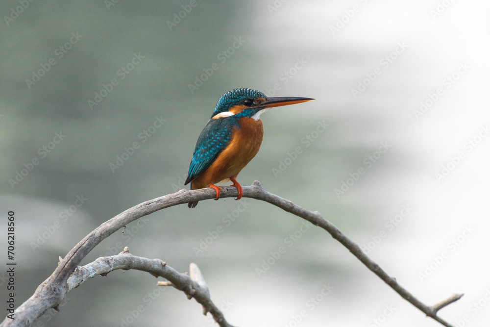 Common kingfisher bird perched on a branch in the forest Common kingfisher bird perched on a branch in the forest