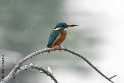 Common kingfisher bird perched on a branch in the forest