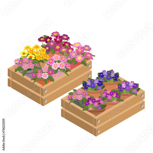 Houseplants in a decorative box. A set of Violets and Primroses in containers. Violets and Primroses in box icon. Home plants are isolated on a white background. 3D Isometric vector illustration.