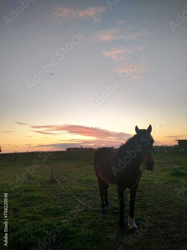 horse at sunset © dylancstn_