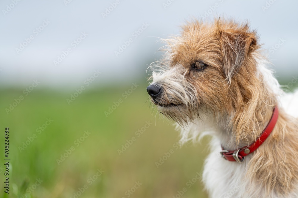 jack russell Dog portrait on a farm in a field of green grass in spring jack russell Dog portrait on a farm in a field of green grass in spring