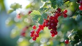  a close up of a bunch of red berries on a tree with green leaves and a blue sky in the background.