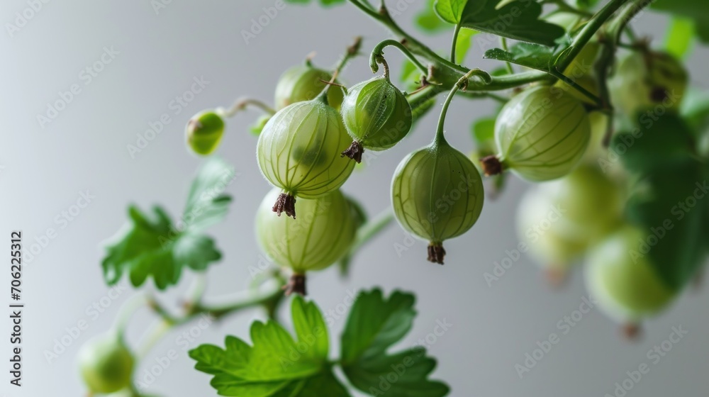  a close up of a plant with green fruit hanging from it's stems and green leaves on a white background.
