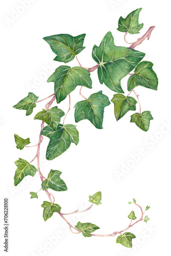 Green ivy branch with transparant background. Hand-drwn watercolor illustation in PNG