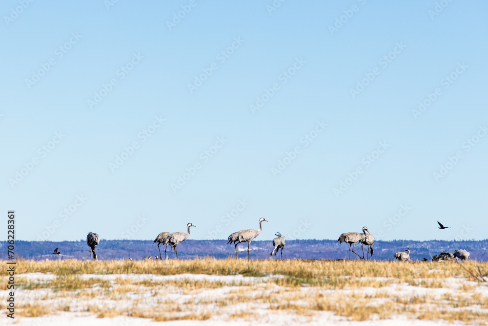 Cranes on a hill in springtime Cranes on a hill in springtime