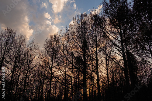 silhouette of a pine forest after a forest fire in autumn at sundown
