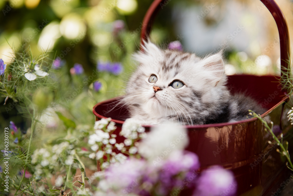 Sommeridylle: Niedliche junge getigerte Katze spielt draußen  im sonnigen Garten im Blumenbeet vor dem Haus