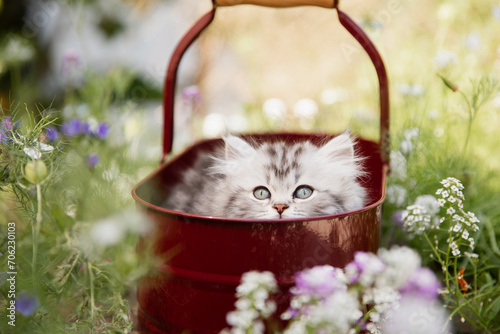 Sommeridylle: Niedliche junge getigerte Katze spielt draußen  im sonnigen Garten im Blumenbeet vor dem Haus photo