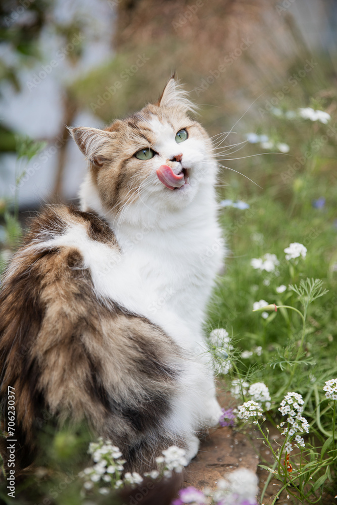 Sommeridylle: Niedliche junge getigerte Katze spielt draußen  im sonnigen Garten im Blumenbeet vor dem Haus