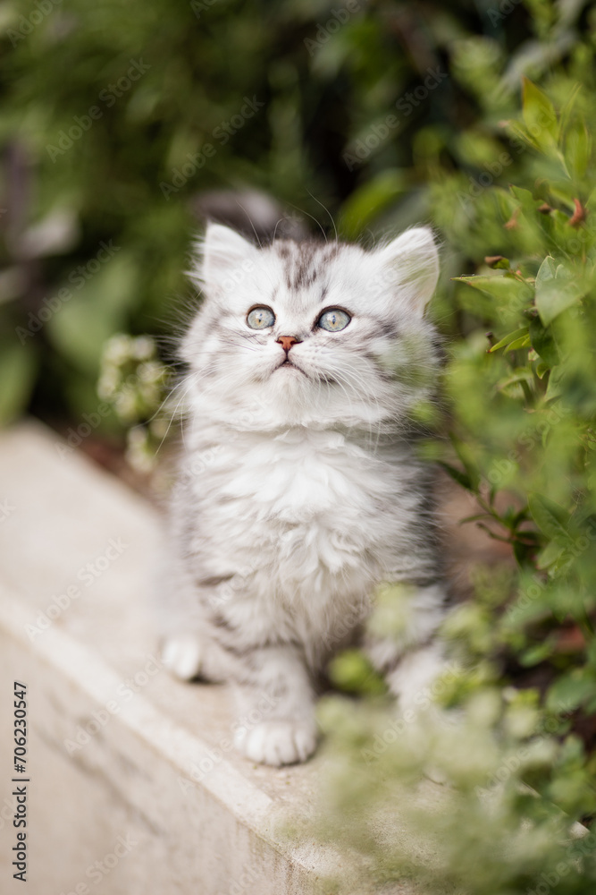 Sommeridylle: Niedliche junge getigerte Katze spielt draußen  im sonnigen Garten im Blumenbeet vor dem Haus