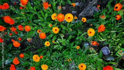 Orange pot marigold flower also known as calendula officinalis or daisy flowers photo