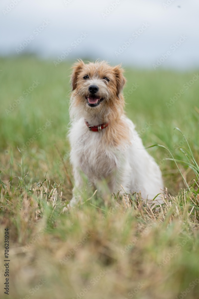 jack russell Dog portrait on a farm in a field of green grass in spring