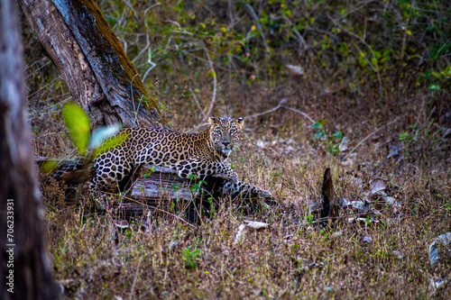 Indian Wild Leopard relaxing on wood inside forest 