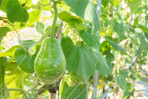 green bottle gourd