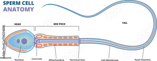 illustration of human sperm cell diagram