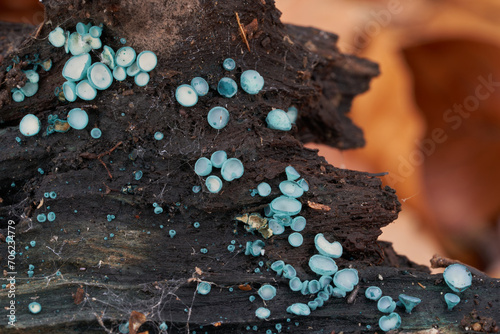 Inedible mushroom Chlorociboria aeruginosa on the wood. Known as Turquoise Elfcup. Wild cup mushrooms in the beech forest. photo