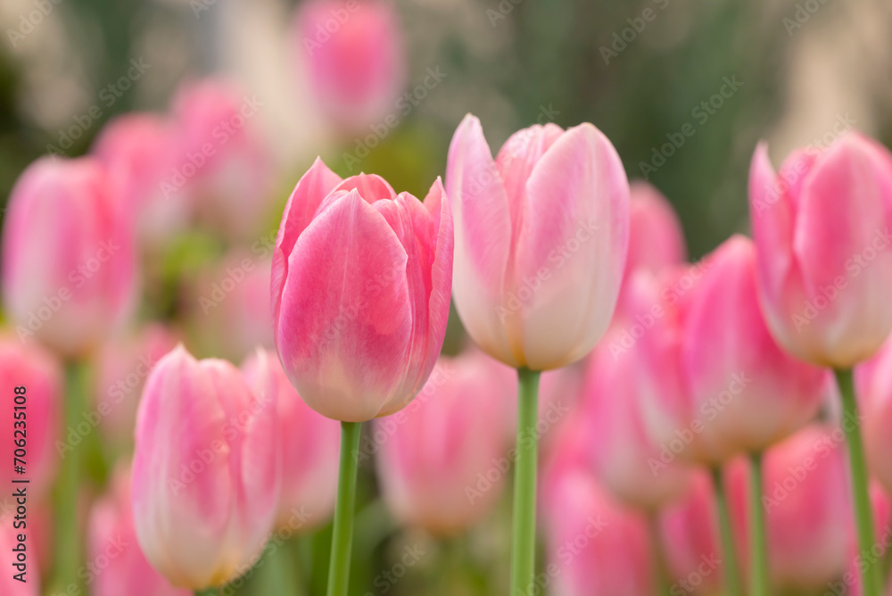 Close-up of sweet pink tulip flowers blooming in the garden with soft morning sunlight on a blurred background. Close-up of sweet pink tulip flowers blooming in the garden with soft morning sunlight on a blurred background.