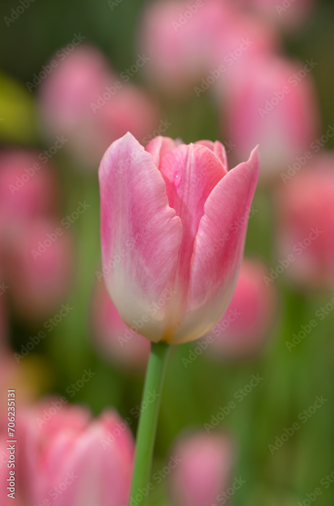 Close-up of sweet pink tulip flowers blooming in the garden with soft morning sunlight on a blurred background. Close-up of sweet pink tulip flowers blooming in the garden with soft morning sunlight on a blurred background.