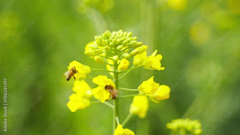 honey bee flying around yellow rapeseed flowers in spring honey bee flying around yellow rapeseed flowers in spring