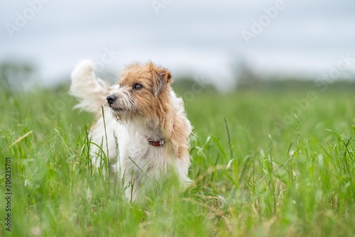 jack russell Dog portrait on a farm in a field of green grass in spring