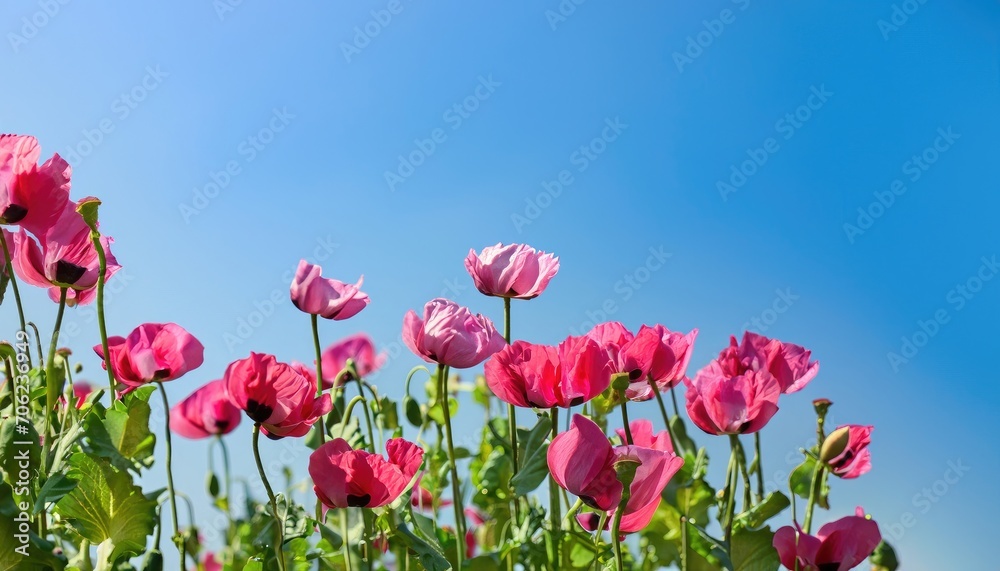 Poppy flower, in the garden, with copy space Poppy flower, in the garden, with copy space